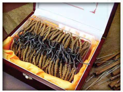 米易冬虫夏草回收